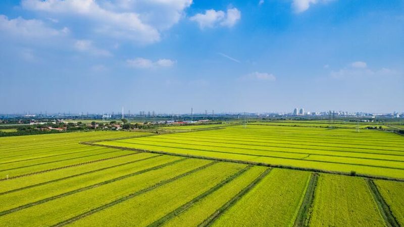 土壤改良，农业发展的基石：揭秘土壤改良设备选型要点