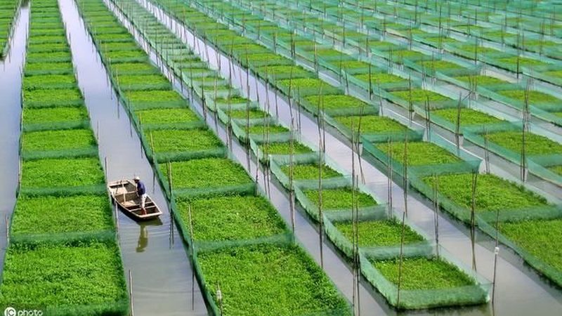 农业产业园种植品种排名，揭秘高效益的十大选择**
