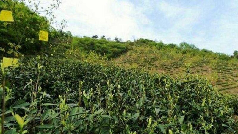 生鲜配送承包合同加盟：解析加盟模式背后的生态智慧