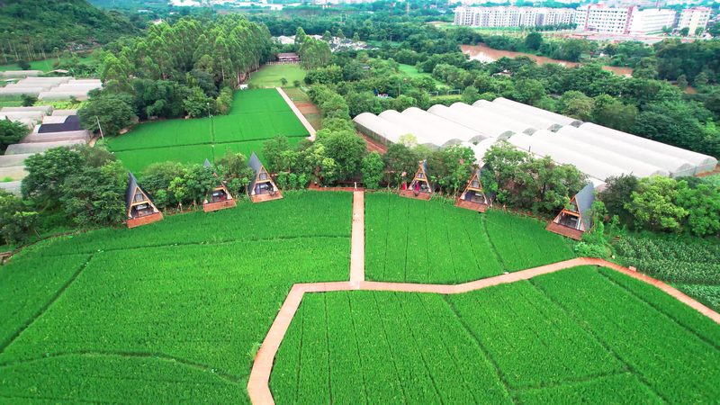 果蔬配送标准规范：保障食品安全的关键